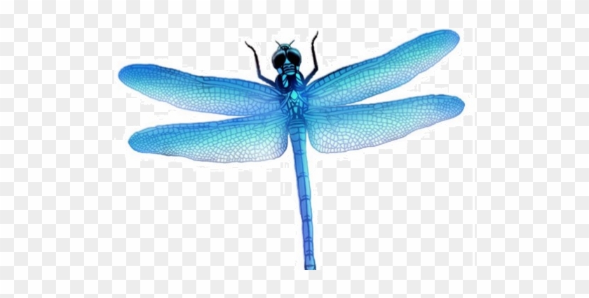 blue dragonfly clipart