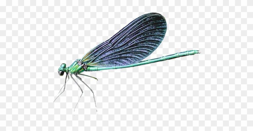Dragonfly Png - Dragon Fly Without Bacround #368140