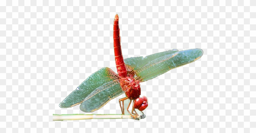 Dragonfly Insect Download - Dragonfly Insect Download #368202