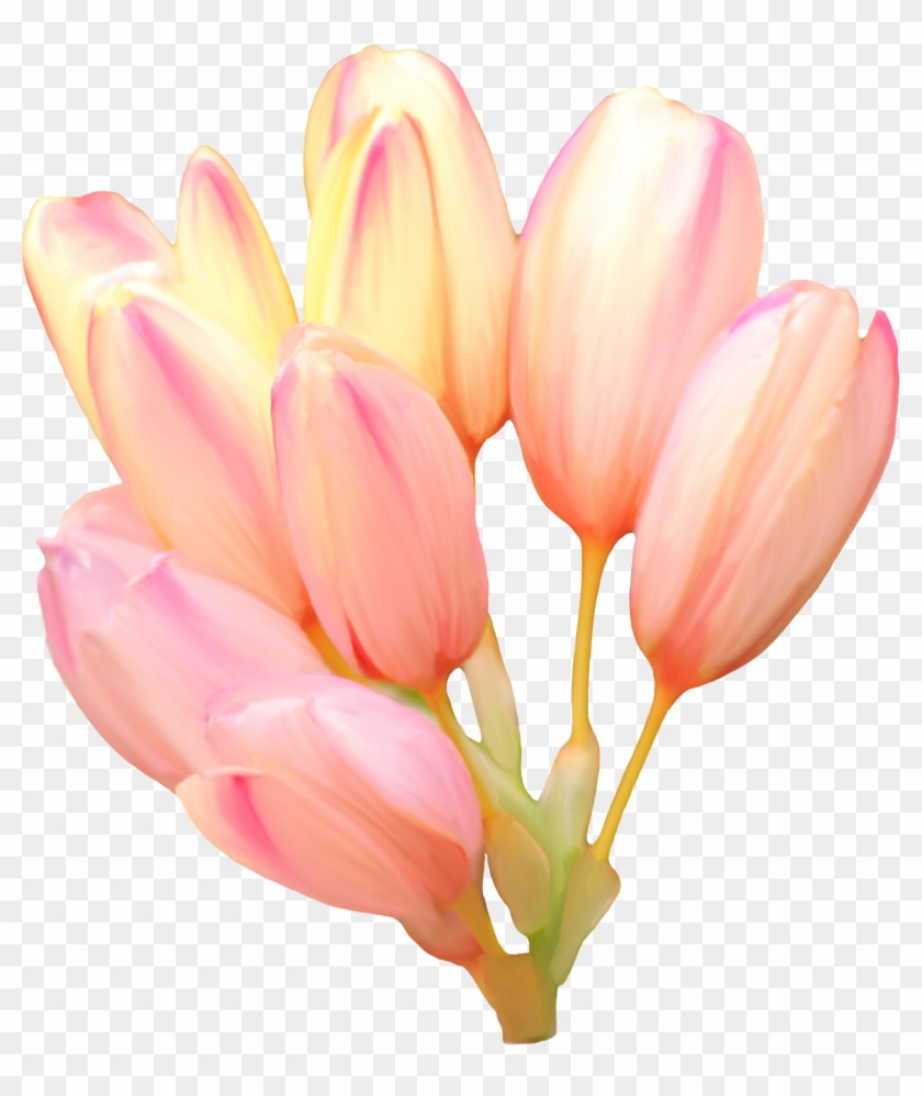 Tulip Flower Blume Clip Art - Tulip Flower Blume Clip Art #370959