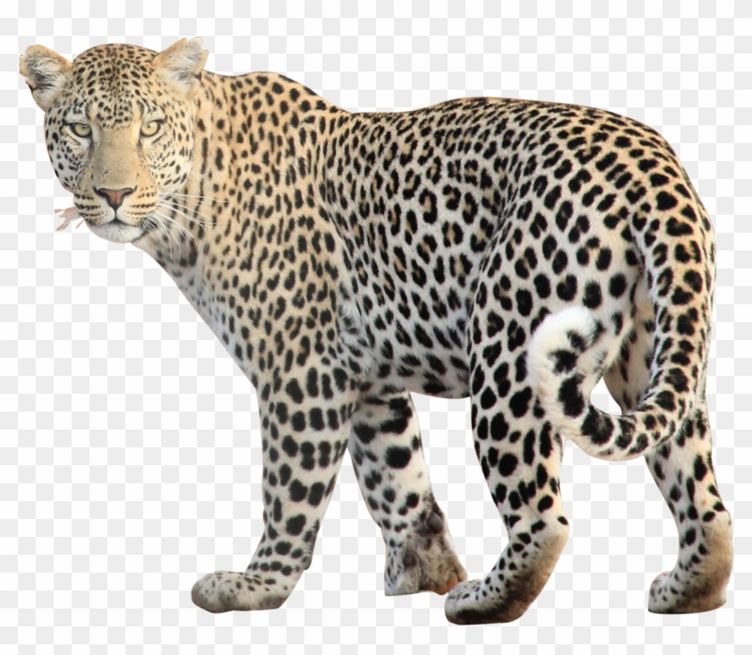Leopard Jaguar Cheetah Clip Art - Leopard Jaguar Cheetah Clip Art #371240