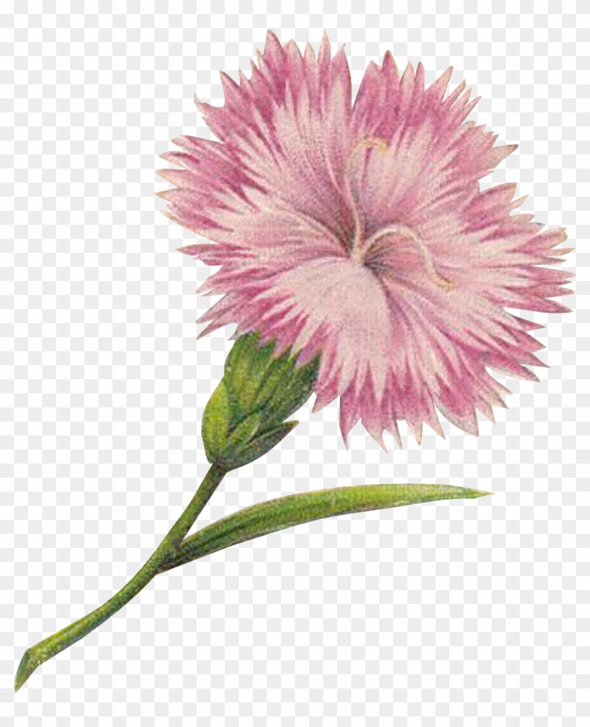 Meinlilapark Digital Freebies - Carnation #371063