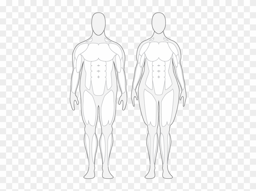 Outline Of Female Body - Human Body Muscle Outline #371151