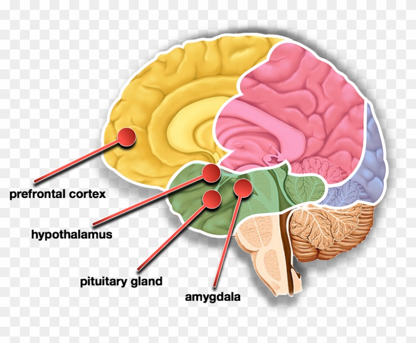 Content Articles Brains Fight Or Flight Impulese - Fight-or-flight Response #371379