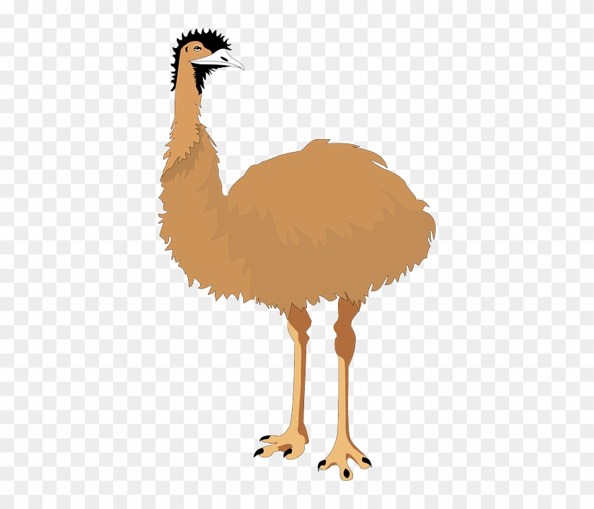 Australia, Bird, Wings, Nature, Animal, Flight, Emu - Emu Clipart #371389