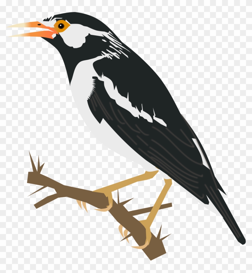 Bird Clipart Koyal - Scalable Vector Graphics #371609