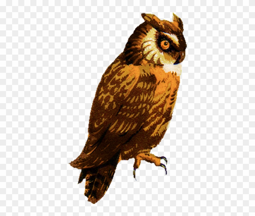 Vintage Owl Clip Art - Owl Art Transparent #371611