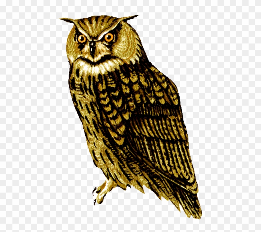 Drawing Of Screech Owl, Owl Clip Art Owl Facing Front - Owl Png #371616