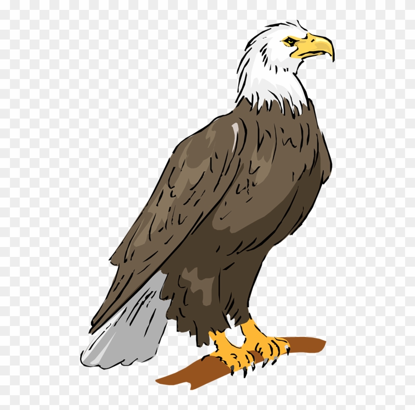Bald Eagle Eagle Clipart - Eagle Clipart #371624