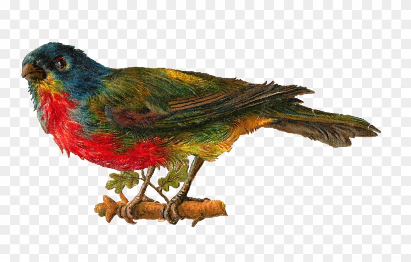 Best Pet Birds Images - Victorian Clip Art Birds #371644