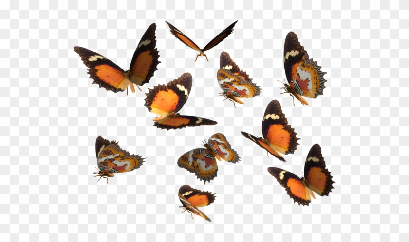 Monarch Butterfly Clipart Deviantart - Butterfly #371650