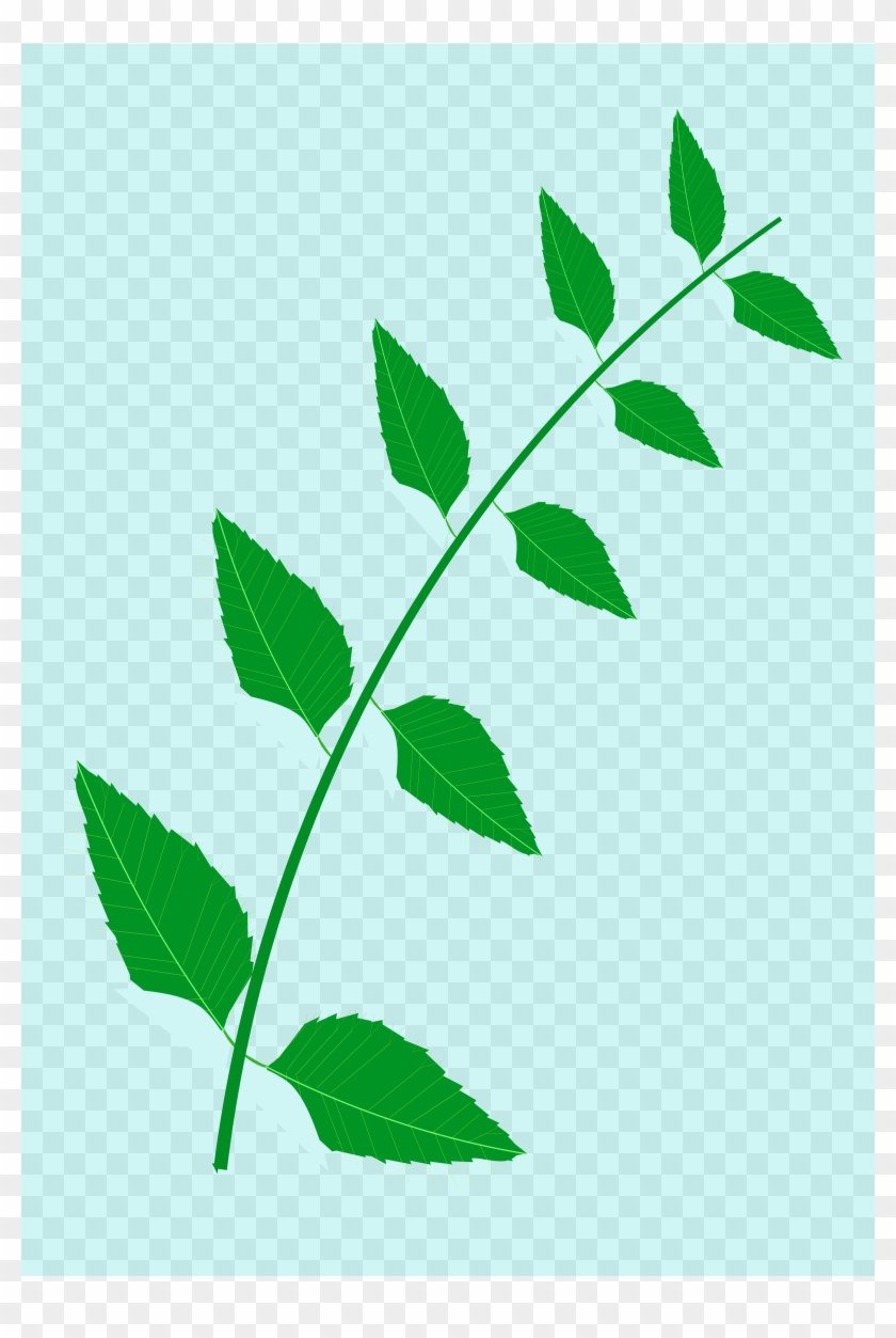 Big Image - Neem Tree Leaves Clip Art #374134