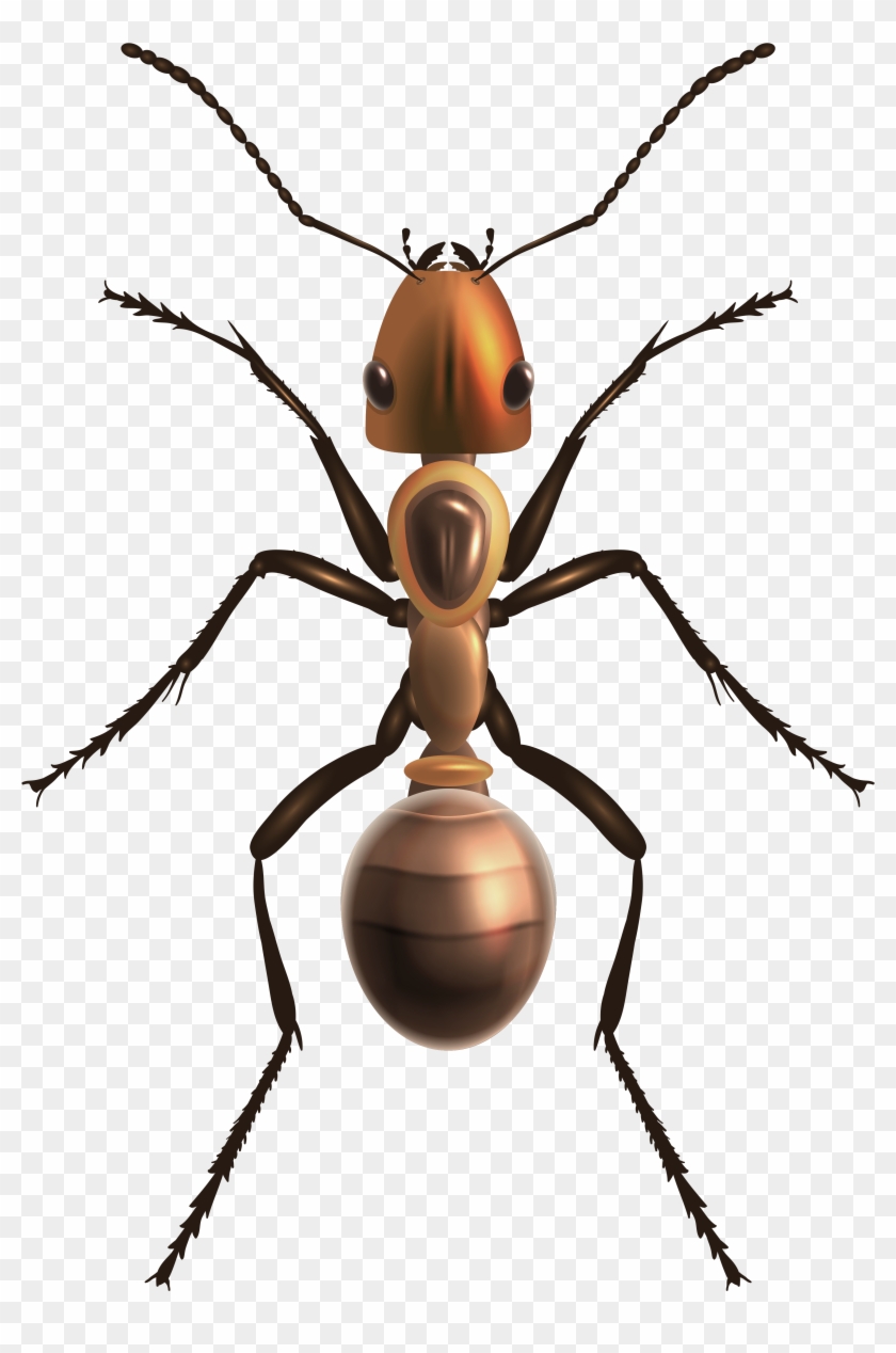 Ant Png Clip Art - Ant Png #374535