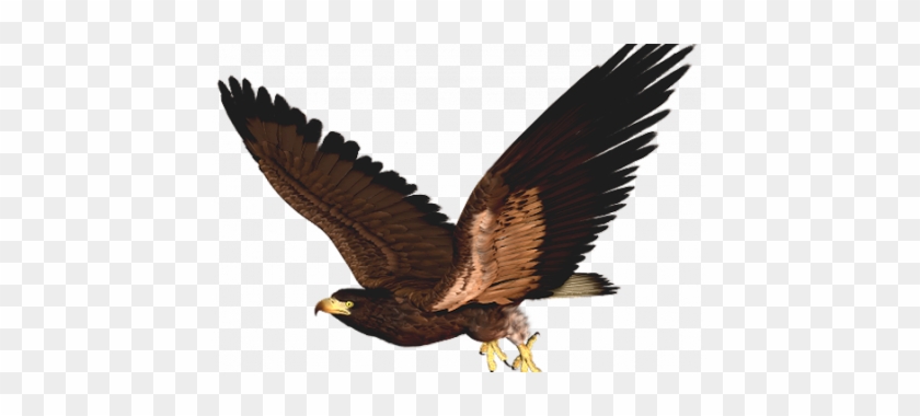 Hawk Flying Clip Art - Hawk Clipart Png #374763