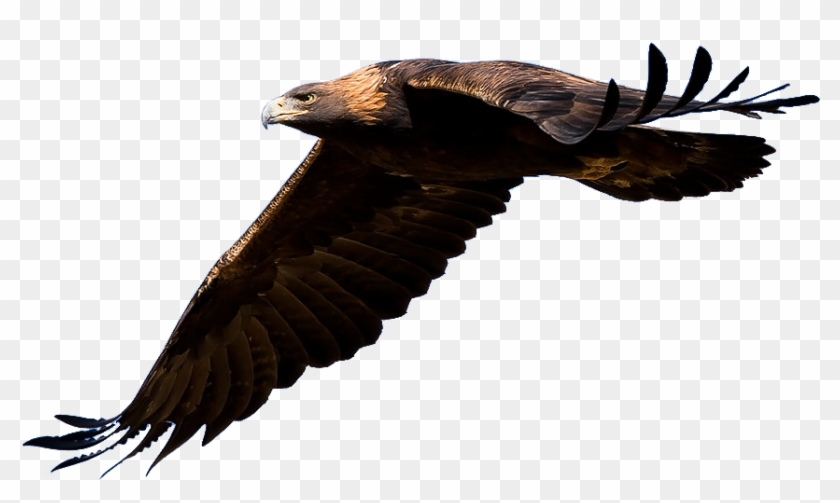 Golden Eagle Clipart Transparent - Golden Eagle Flying Png #374783