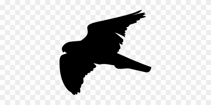 Bird, Hawk, Shadow, Silhouette - Vietnam War Supporters Hawks #374792