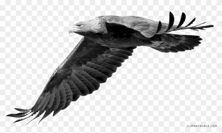 Grayscale Eagle Animal Free Black White Clipart Images - Real Photos Of Real Pokemon Yveltal #374844
