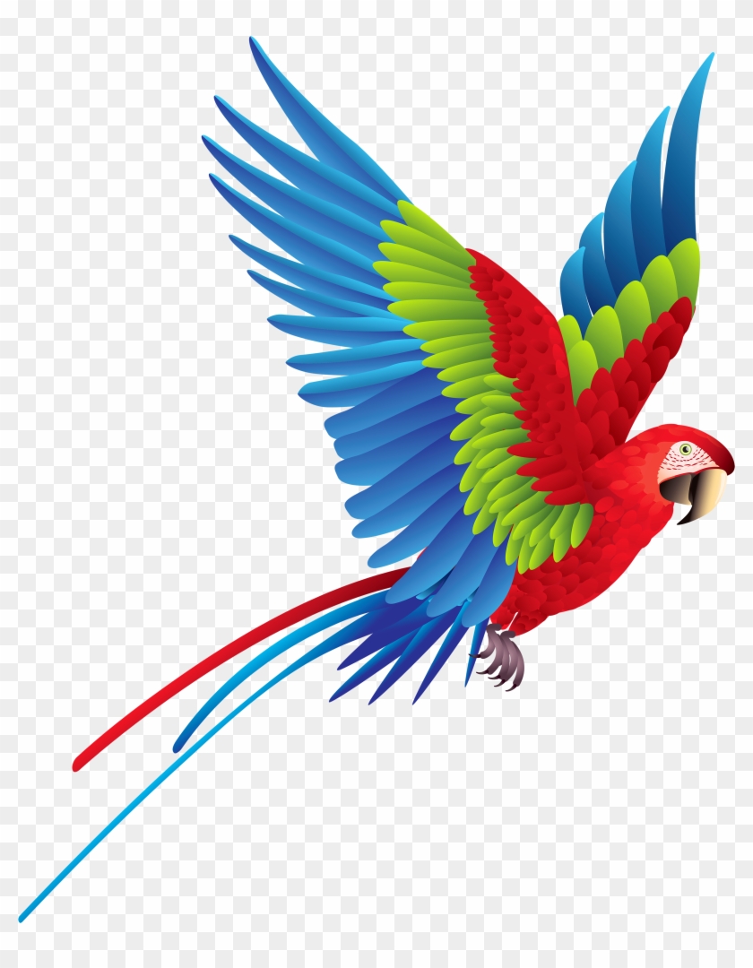 Clipart Of Brazilian, Parrot The And Parrot Of - Tropical Bird Wall Stickers #374852