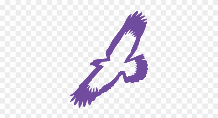 Elmira Soaring Eagles Women's Basketball- 2018 Schedule, - Elmira College Athletics Logo #374863