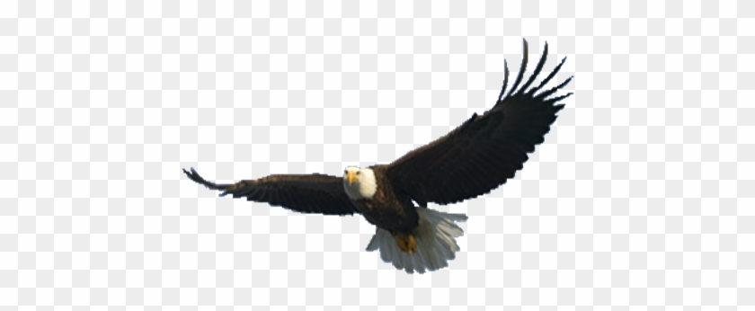 Elegant Image Of A Flying Eagle Flying Eagle Png Image - Eagle Flying .png #374870