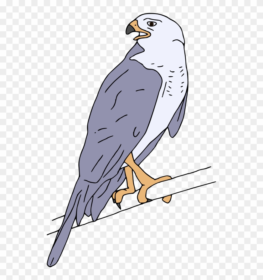 Grey Goshawk - Grey Goshawk #374916