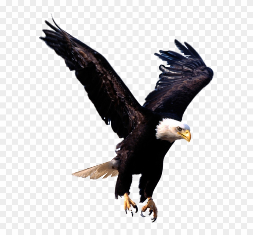 Eagle Clipart No Backround - William Marrion Branham Eagle #374937