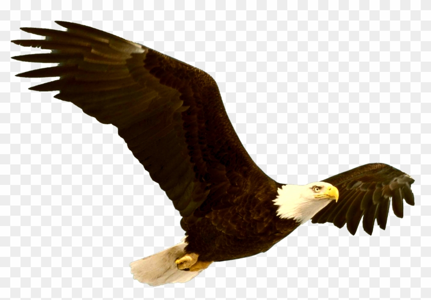Bald Eagle Png File - Bald Eagle Quotes #374945