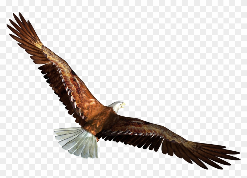 Eagle In Flight Transparent Png Picture - Eagle Transparent #375086