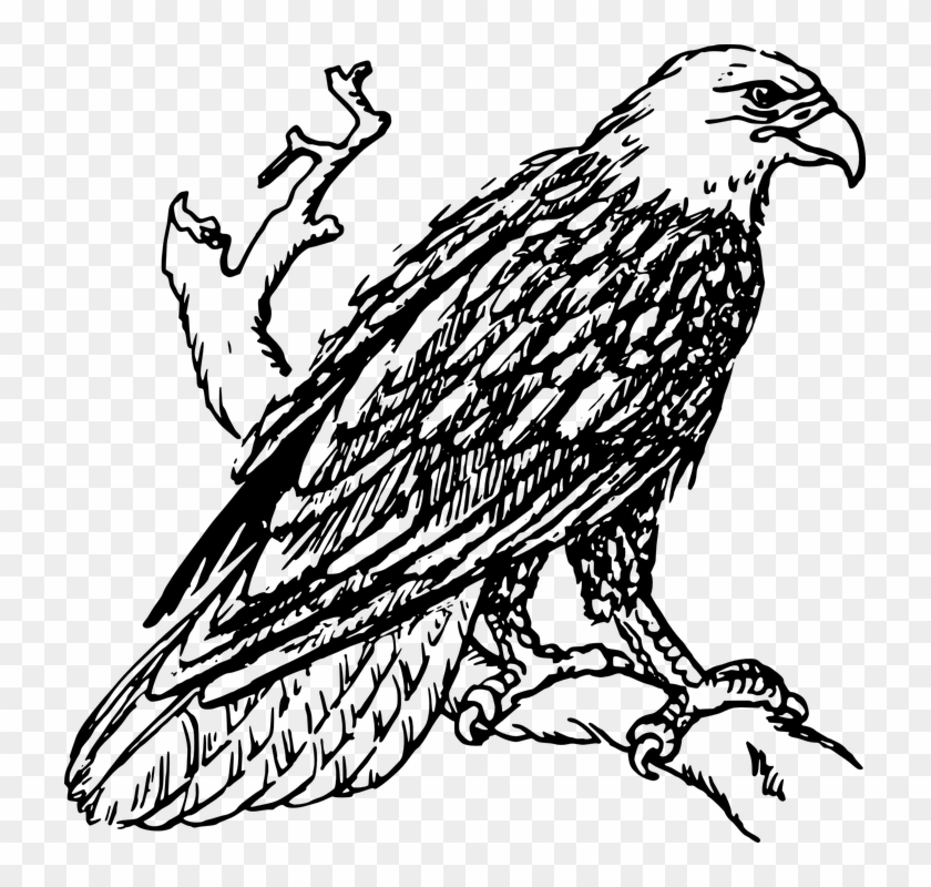 White-tailed Eagle Clipart Elang - Outline Image Of Eagle #375232
