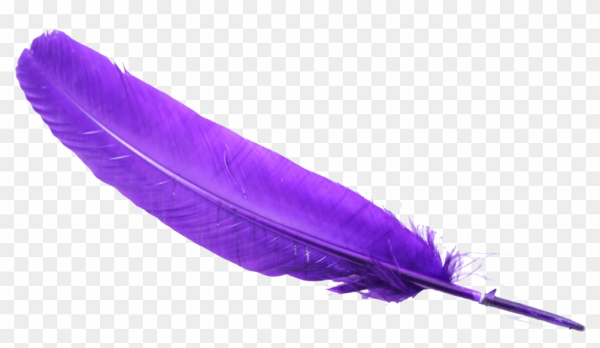 Feather Png - Feather Purple Transeperent #375235