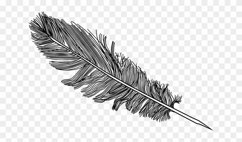 Vaizdo Rezultatas Pagal Užklausą - Feather Drawing Png Transparent #375262