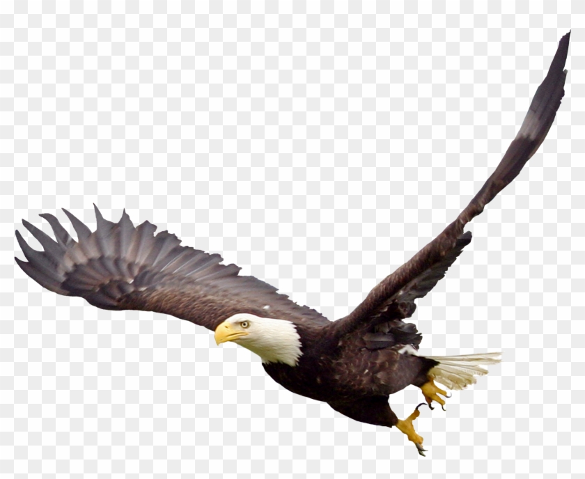 Bald Eagle Png Image - Soaring Eagle Transparent #375403