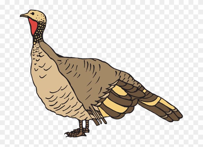 Wild Turkey Clipart - Wild Turkey Clipart Free #375683