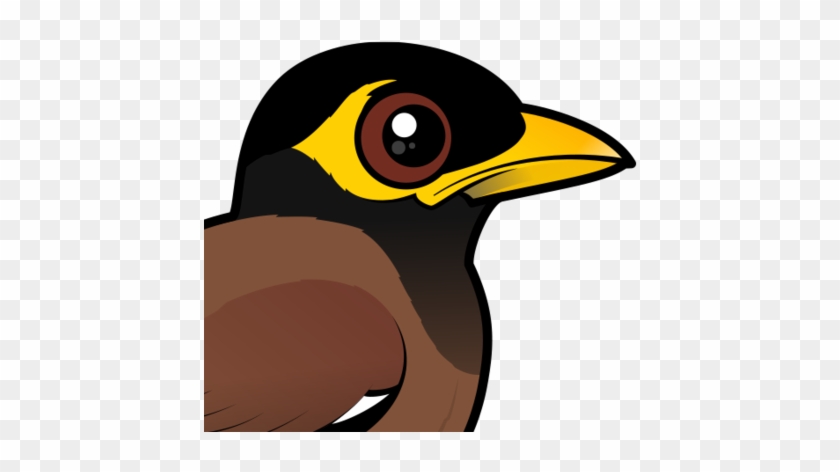 About The Common Myna - Myna Bird Cartoon #375882