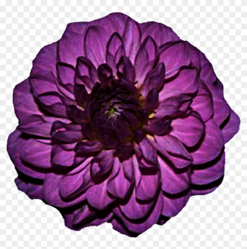 Purple Dahlia By Jeanicebartzen27 Purple Dahlia By - Purple Dahlia Flower #376050