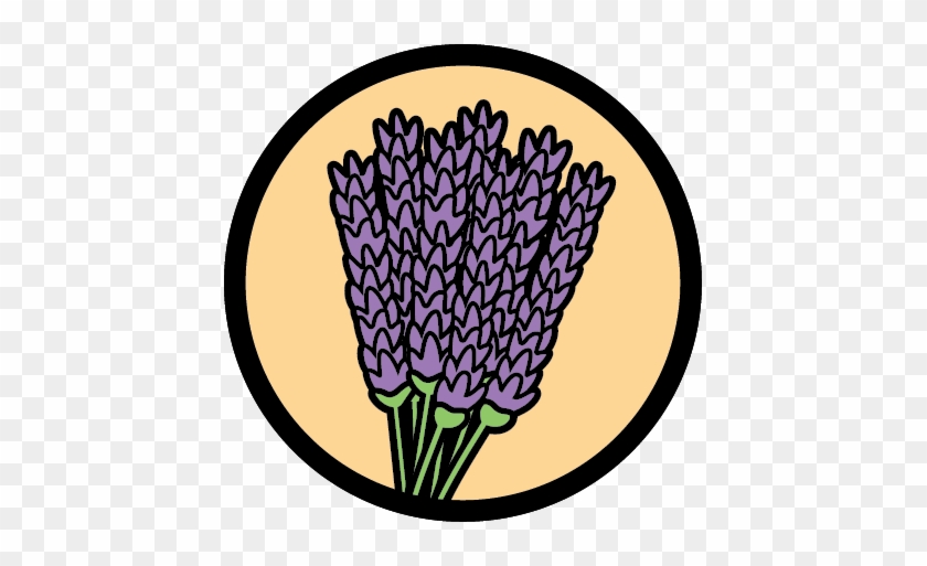 Lavender Flowers - Lavender Flowers #376227