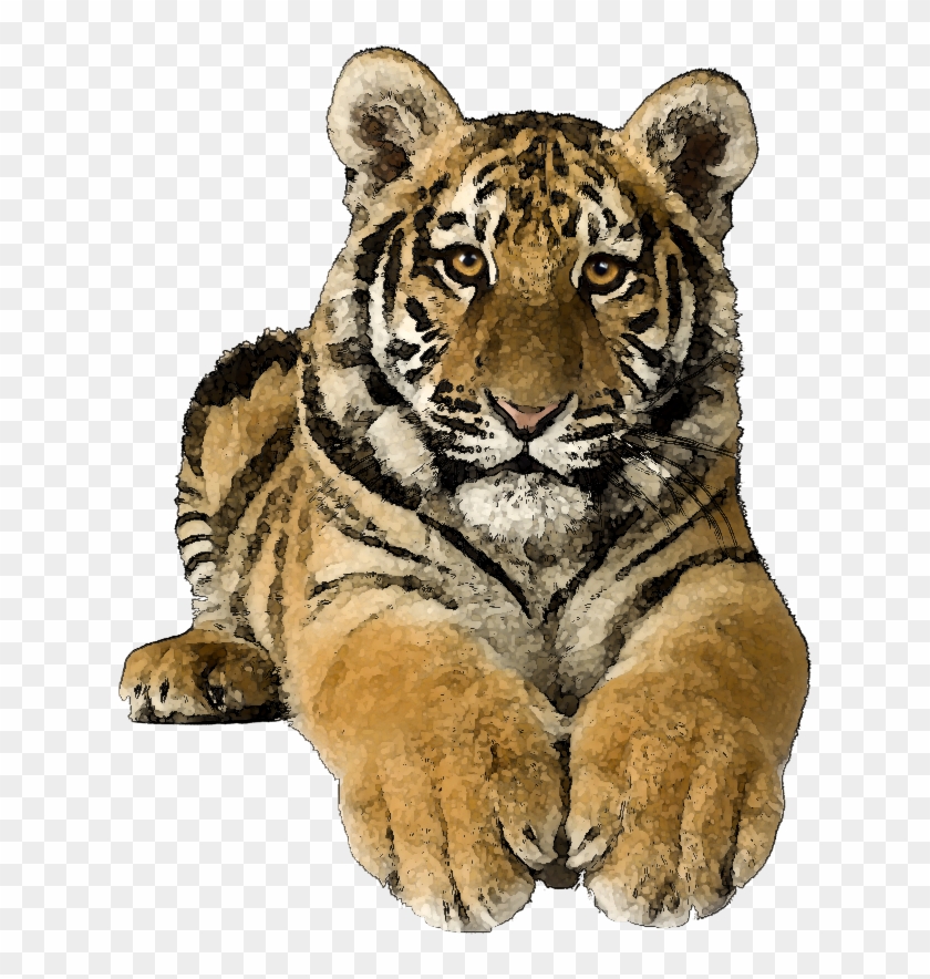 Tiger - Png Clipart Tiger Hd #376508