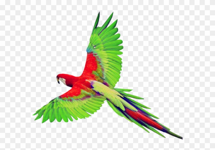 Bird True Parrot Clip Art - Bird True Parrot Clip Art #378655