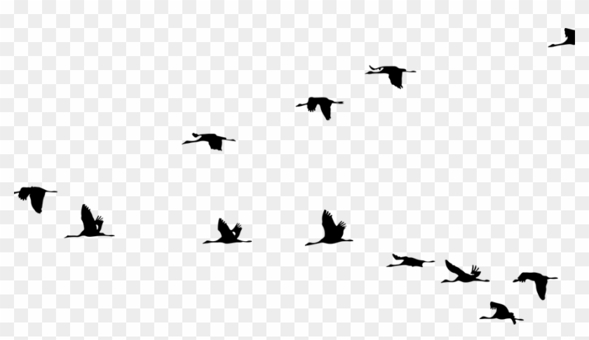 Openclipart-vectors - Pixabay - Flying Cranes Silhouette #378777