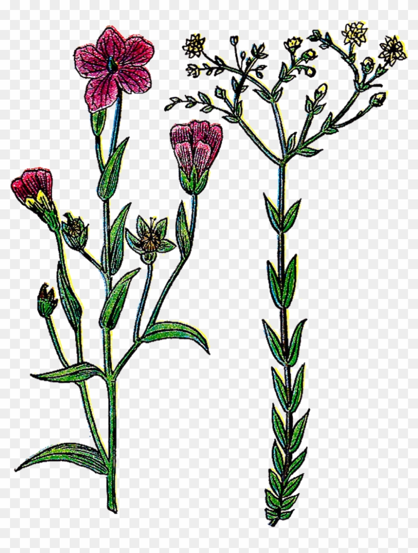 This Lovely Illustration Of A Common Flax Plant With - This Lovely Illustration Of A Common Flax Plant With #379145