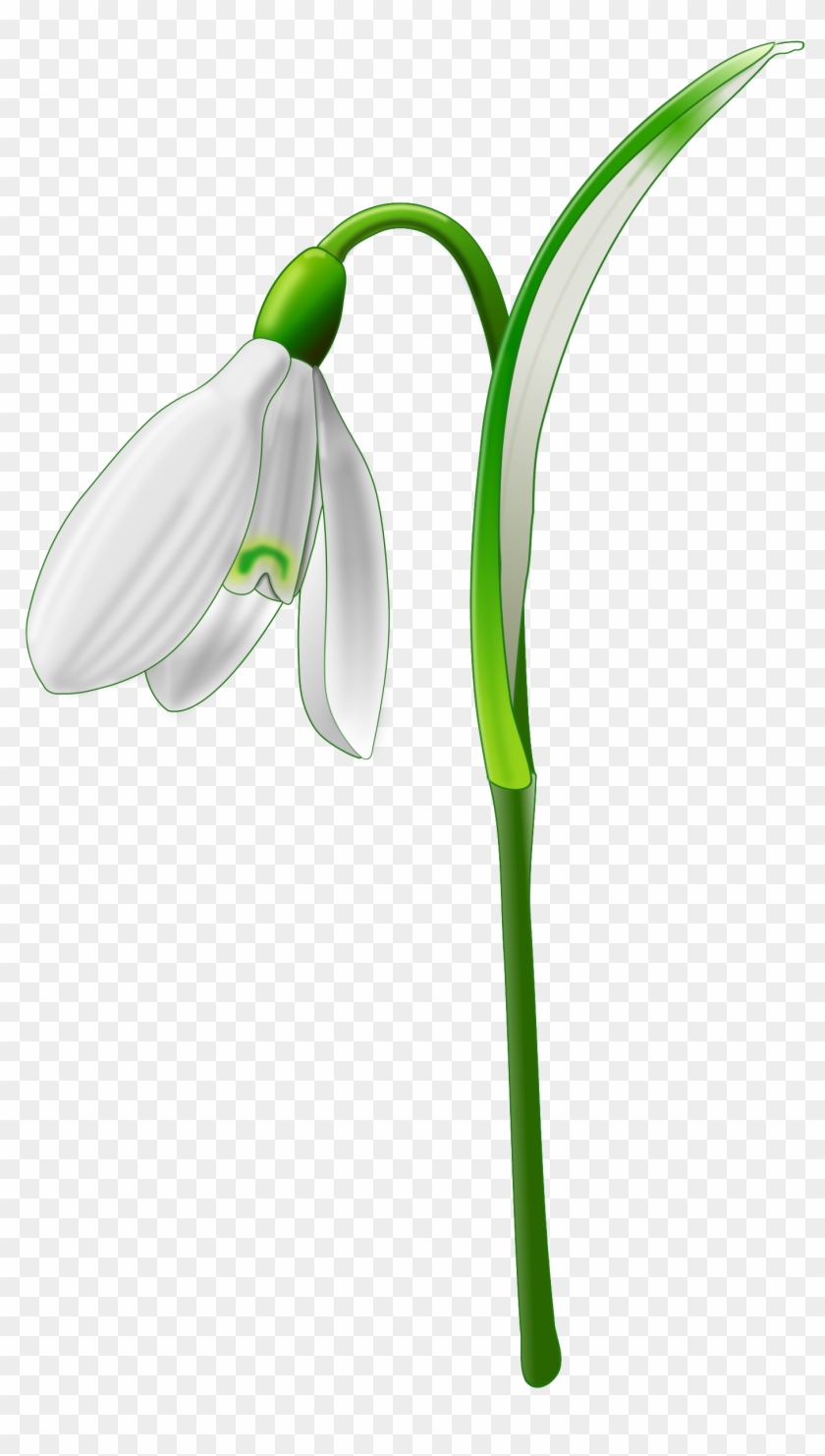 Snowdrop By @andy Gardner, A Snowdrop Drawn On Inkscape - Snowdrop Png #379247