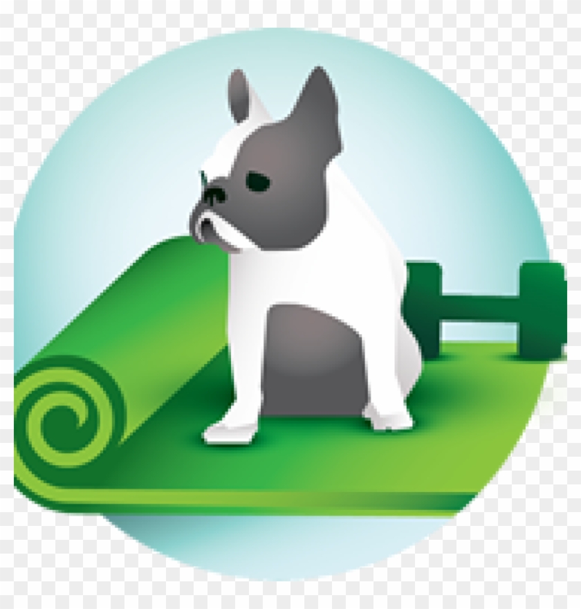 Home Exercise Progra - Boston Terrier #380114