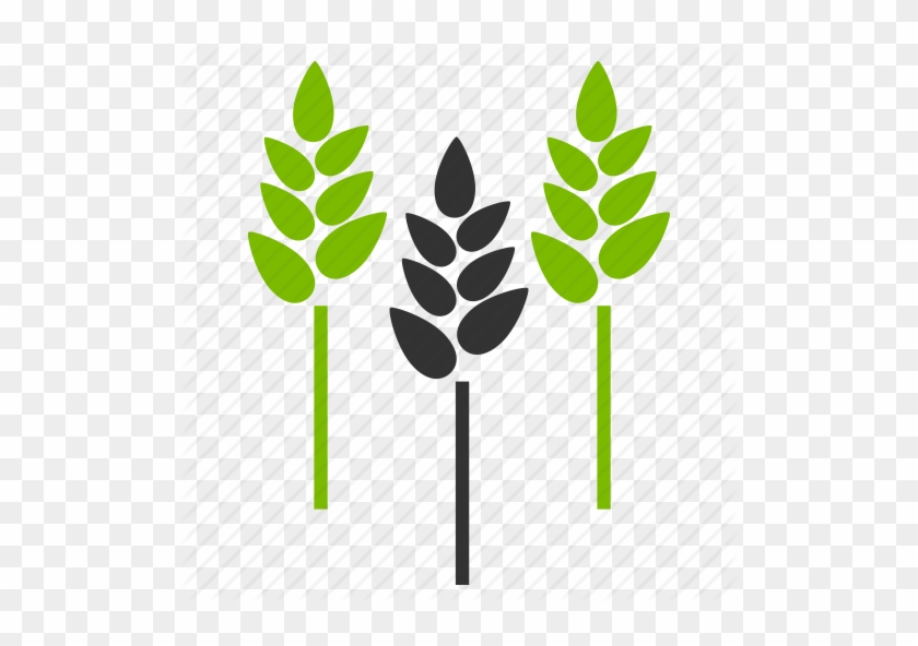 Rice Clipart Wheat Plant - Icon #380584
