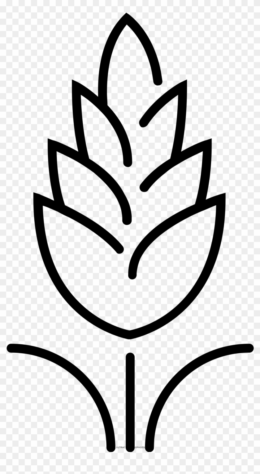 Wheat Coloring Page - Trigo Para Colorear - Free Transparent PNG Clipart  Images Download