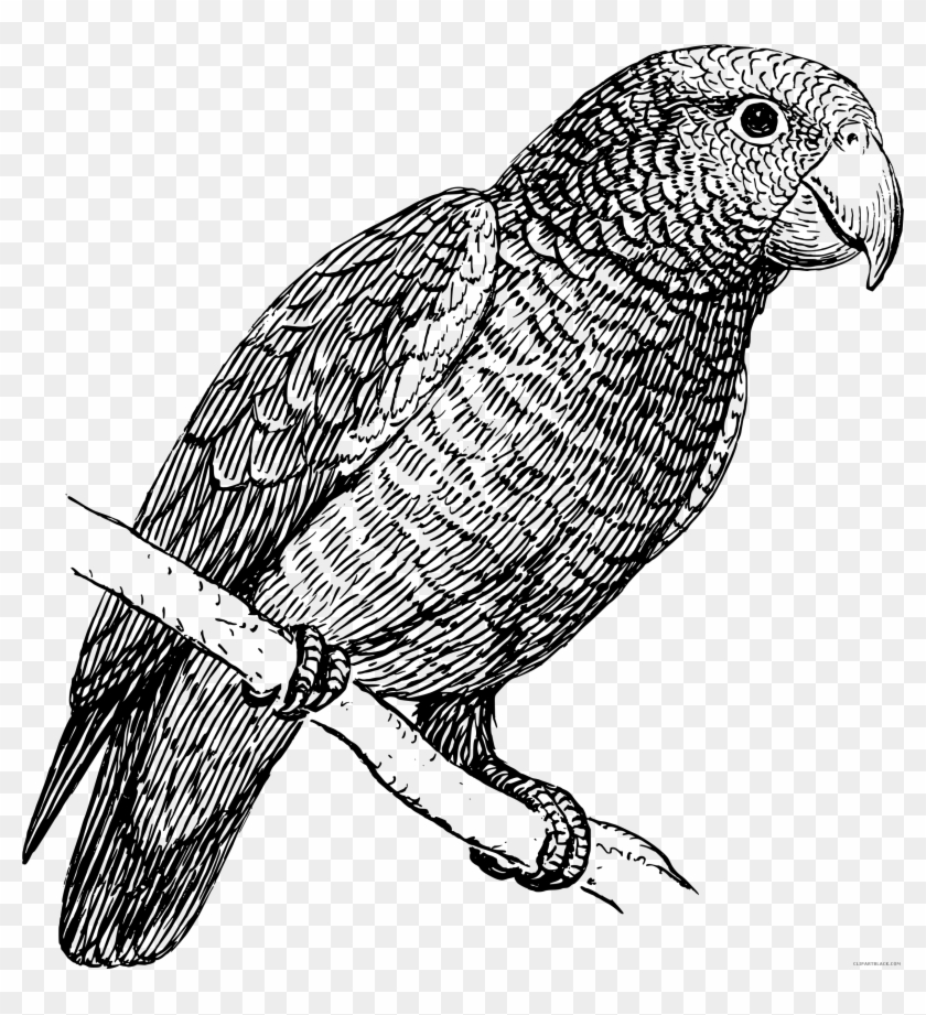 Black And White Parrot Animal Free Black White Clipart - Parrot Black And White #381498