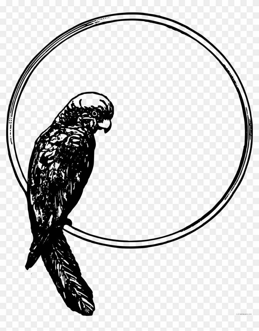 Black And White Parrot Animal Free Black White Clipart - Parrot In A Circle #381515