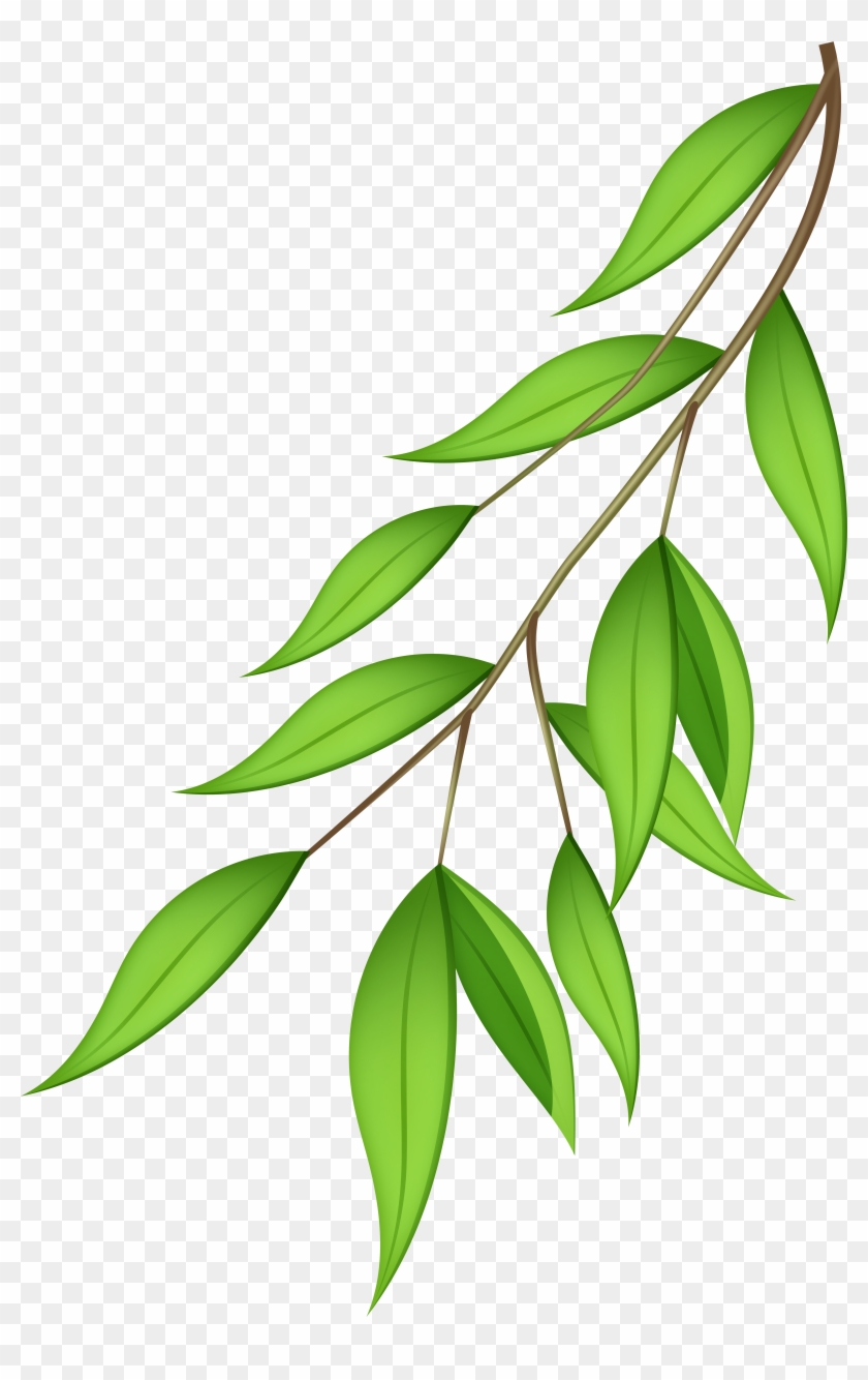 Clip Arts Related To - Olive Branch Green Clip Art #382005