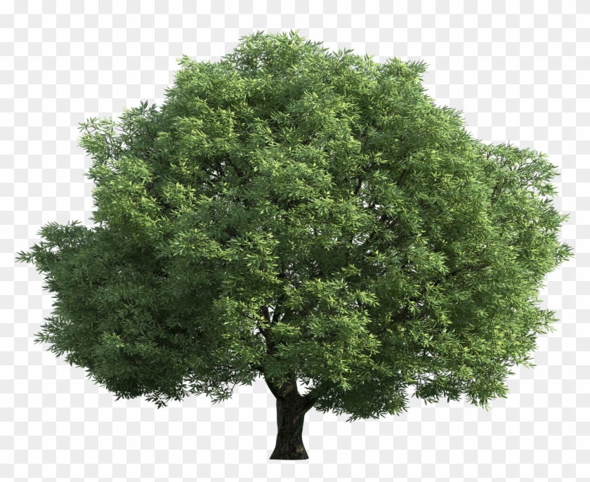 Realistic Green Tree Png Clip Art - Tilia Cordata Png #382098