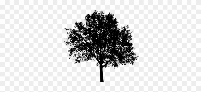 Monochrome Tree Elevation Png #382209