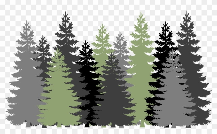 Forest Trees Evergreen Â - Clipart Forest #382232